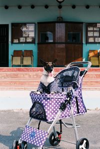 Jack russel in the cart