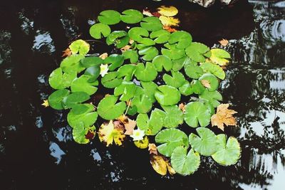 High angle view of leaves floating on lake