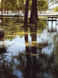 Reflection of trees in water