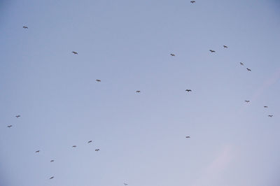 Low angle view of birds flying in sky