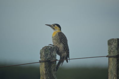 Close-up of bird perching on wooden post against clear sky