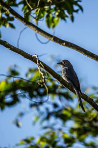 Low angle view of bird perching on tree