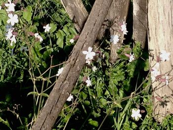 High angle view of flowers growing on tree trunk