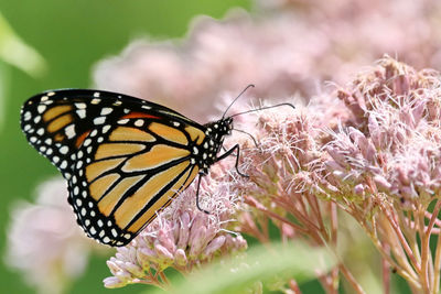 Close-up of butterfly pollinating on flower