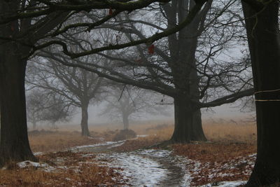 Bare trees in forest during winter