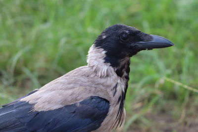 Close-up of a bird