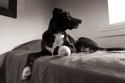 Dog relaxing on sofa at home