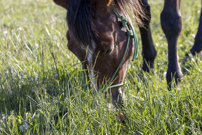 Horse grazing in field
