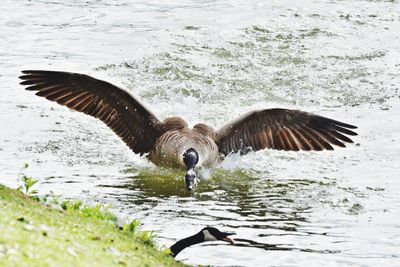 Bird flying over lake