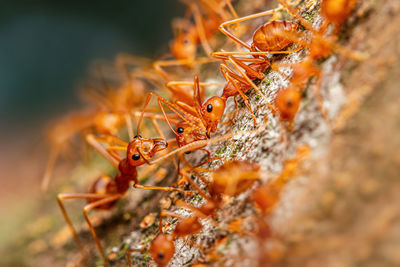 Fire ant on branch in nature ,selection focus only on some points in the image.