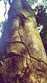 Low angle view of tree trunk
