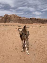 Giraffe in a desert