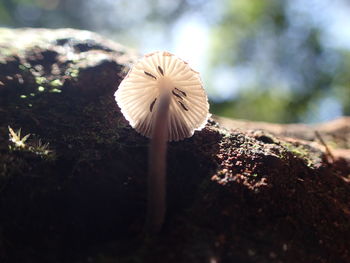 Close-up of white mushroom