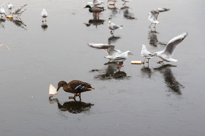 Swans swimming in a lake during the winter months 