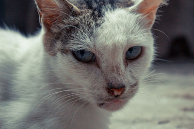 Close-up portrait of a cat