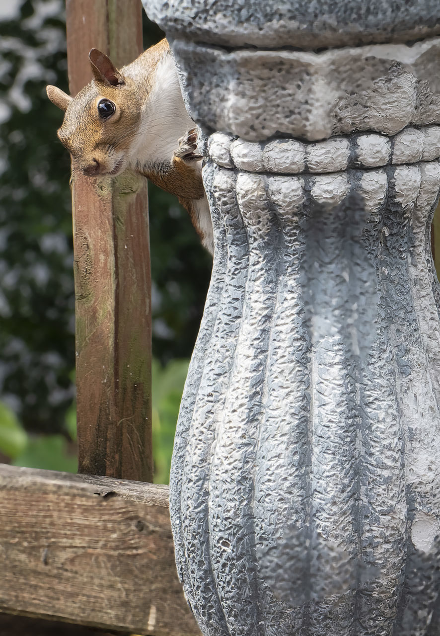 VIEW OF SQUIRREL ON WOODEN FENCE