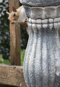 Close-up of squirrel on wooden post