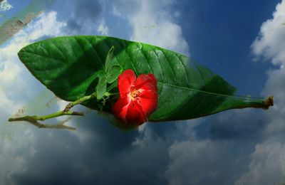 Close-up of red rose on leaves against sky