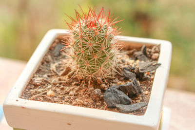 Close-up of cactus in pot