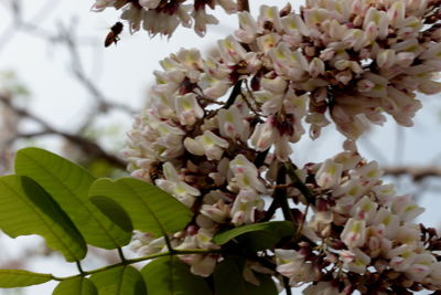 Close-up of white flowers blooming on tree