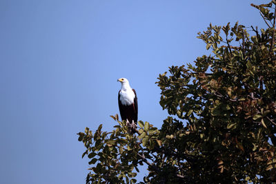 Low angle view of bird perching on tree