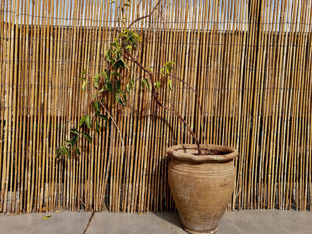 Plant in a clay pot