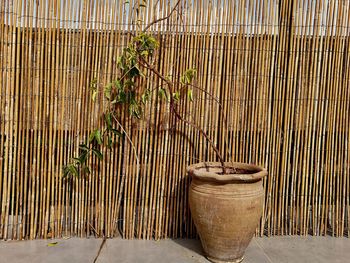 Potted plant on bamboo
