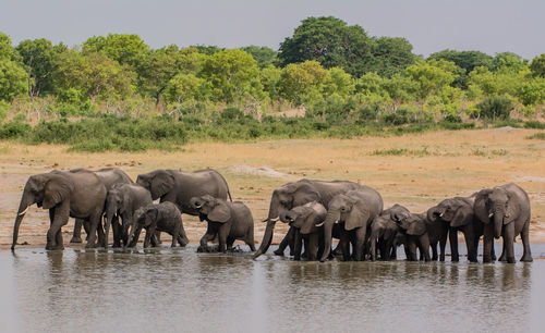 Elephants drinking water in lake
