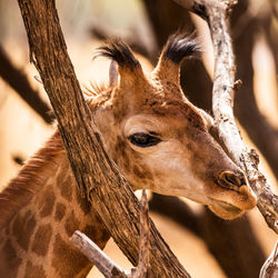 Close-up of a giraffe 