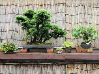 Small potted plants on table in yard