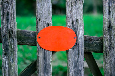 Close-up of orange hanging on tree trunk