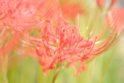 Close-up of red flower