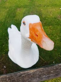 Close-up of a bird