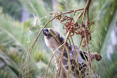 Close-up of bird perching on branch