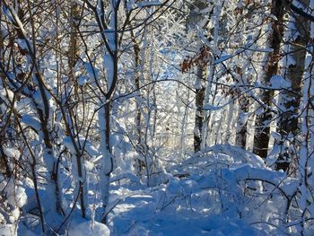 Snow covered trees against sky