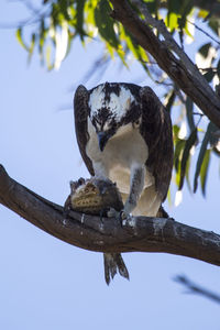 Low angle view of bird perching on branch