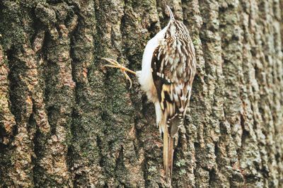 Close-up of birds perching on tree trunk