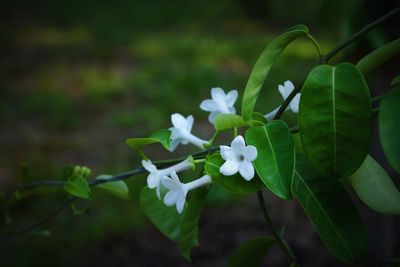 Close-up of white flowering plant