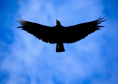Low angle view of silhouette bird flying against blue sky