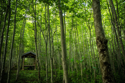 View of bamboo trees in forest