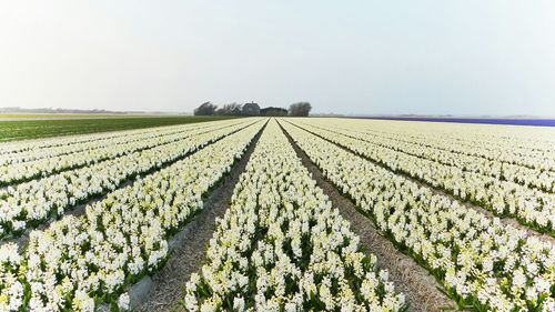 View of field against clear sky