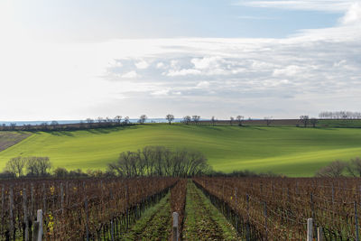 Scenic view of vineyard against sky
