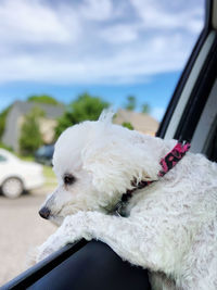 Dog sitting in car 
