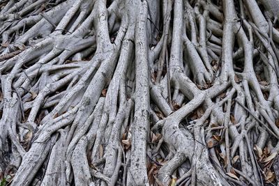 Full frame shot of tree roots