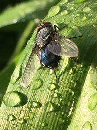 Close-up of insect on leaf