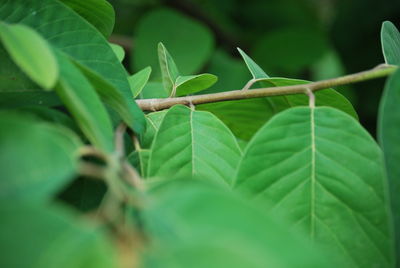 Close-up of plant