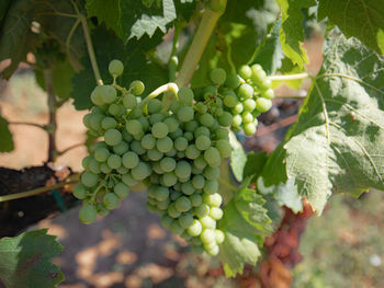 Close-up of grapes growing in vineyard