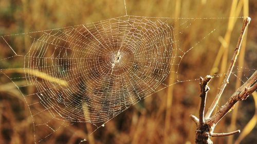 Close-up of spider web