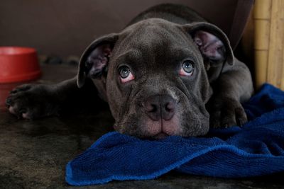 Close-up of dog relaxing at home