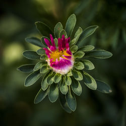 Close-up of pink flower